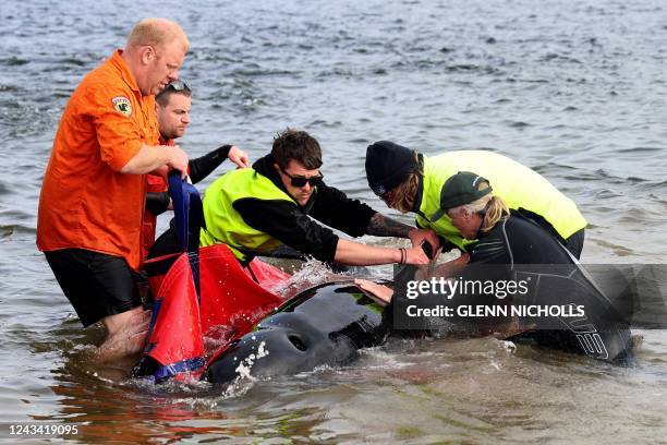 Rescuers release a stranded pilot whale back in the ocean at Macquarie Heads, on the west coast of Tasmania on September 22, 2022. - About 200 pilot...