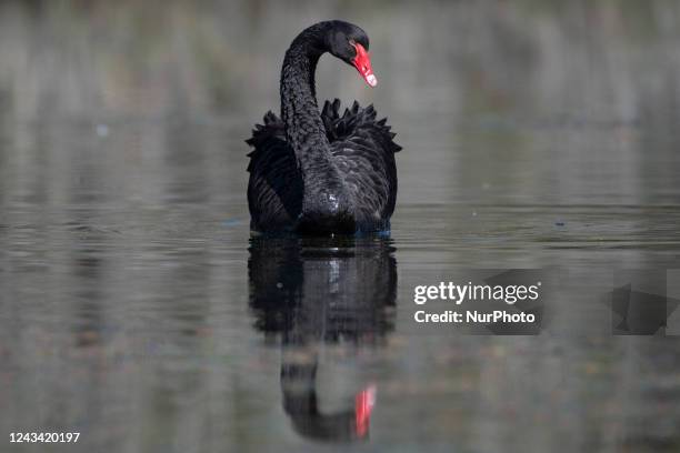 Black swan swims in a lake at Groynes park in Christchurch, New Zealand, on October 22, 2022.