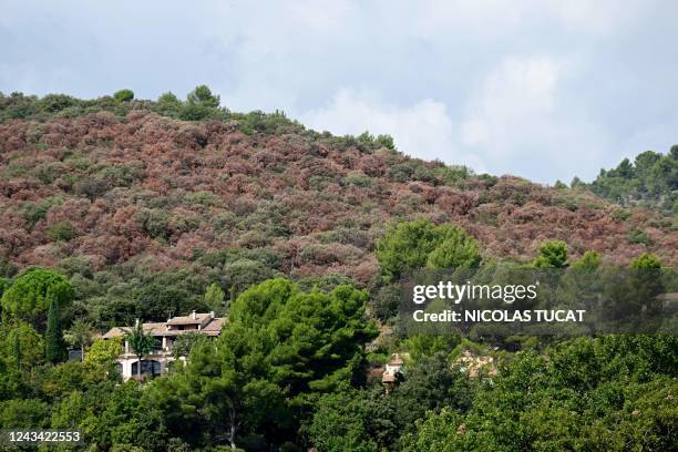 Photograph taken on September 22, 2022 shows a drought-affected forest with earlier autumn colors near Manosque, southern France. - Following several...