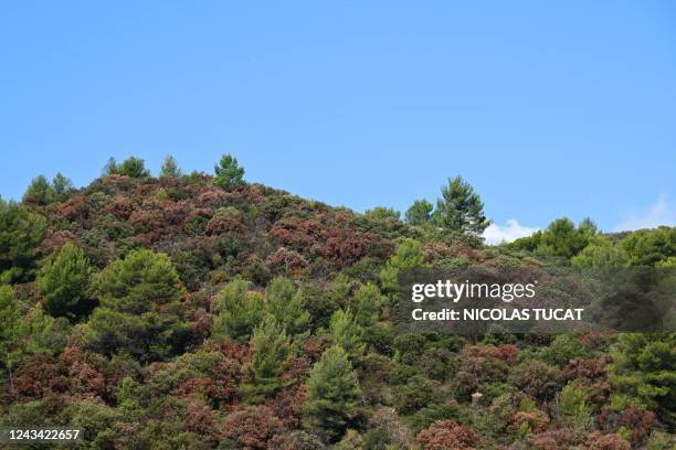 Photograph taken on September 22, 2022 shows a drought-affected forest with earlier autumn colors near Manosque, southern France. - Following several...