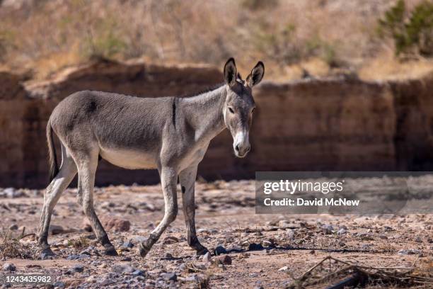 Wild burro walks on land that was once under Lake Mead as unprecedented drought reduces Colorado River and Lake Mead to critical water levels on...