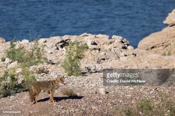 Coyote patrols clifftops above Lake Mead as unprecedented drought reduces Colorado River and Lake Mead to critical water levels on September 20, 2022...
