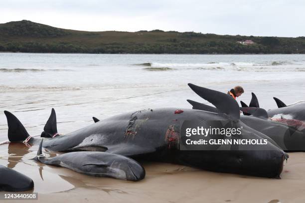 Tasmania state wildlife services personnel checks the carcasses of pilot whales, numbering nearly 200, after they were found beached the previous day...
