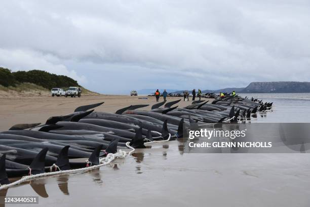 Tasmania state wildlife services personnel check the carcasses of pilot whales, numbering nearly 200, after they were found beached the previous day...