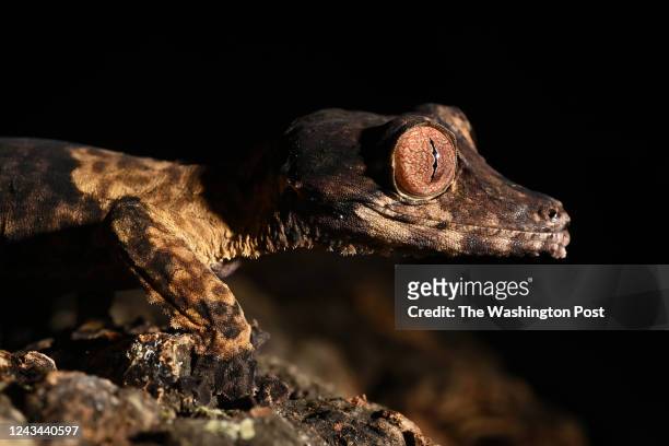 Henkels leaf-tailed gecko is seen at the Smithsonian National Zoological Park on Wednesday July 13, 2022 in Washington, DC. Many new animals were...