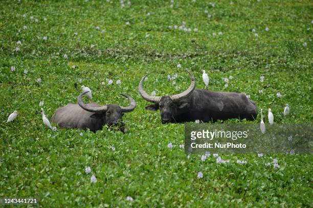 Wild buffalos seen graze inside Burapahar Range of Kaziranga National Park in the India's northeast state of Assam on Sep 22,2022.