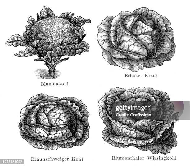 野菜カリフラワーサボイキャベツイラスト1897 - ケール点のイラスト素材／クリップアート素材／マンガ素材／アイコン素材