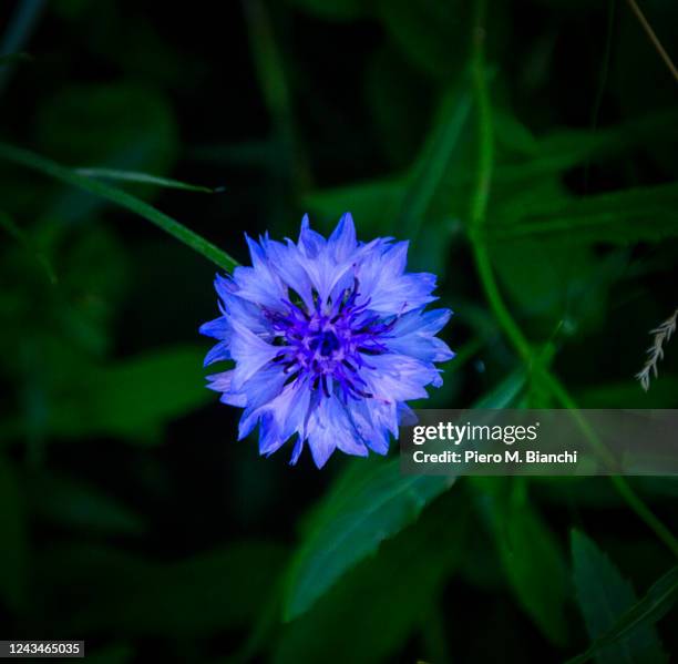 milano - cornflower stock pictures, royalty-free photos & images