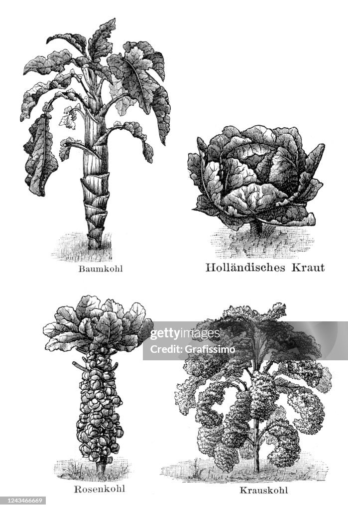 Vegetable Cabbage Brussels sprouts illustration 1897