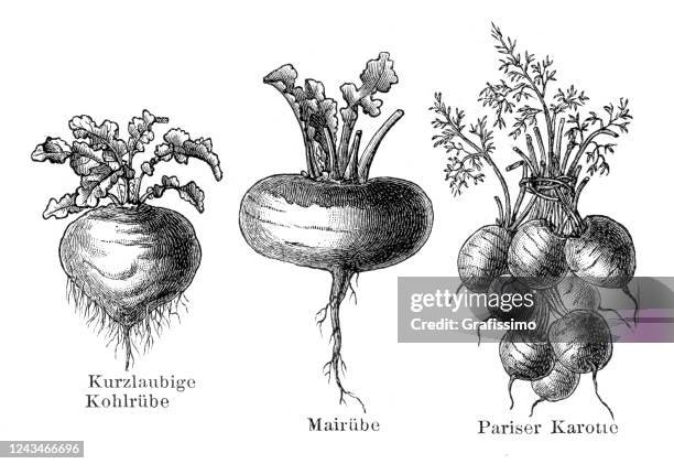 蔬菜蘿蔔和魯塔巴加插圖 1897 - rutabaga 幅插畫檔、美工圖案、卡通及圖標