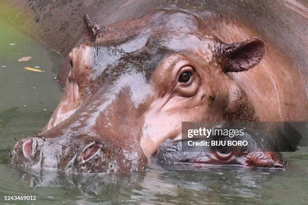 Renu, a female hippopotamus, is seen with her newly born calf in an enclosure at the Assam State Zoo in Guwahati on September 24, 2022.