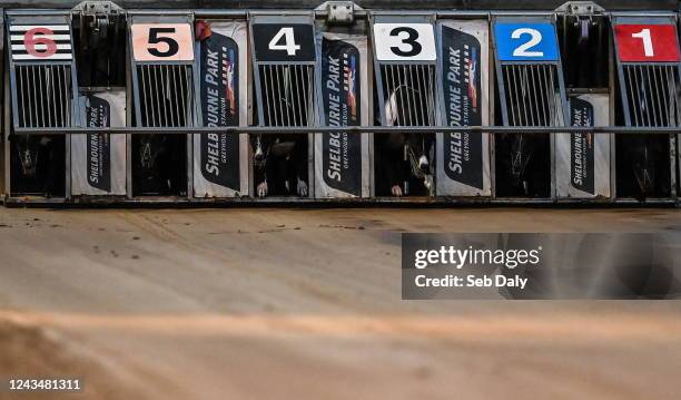 Dublin , Ireland - 24 September 2022; Greyhounds leave the gate during the start of race one of the 2022 BoyleSports Irish Greyhound Derby Final...