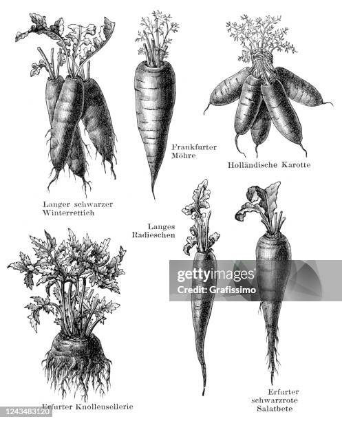 illustrazioni stock, clip art, cartoni animati e icone di tendenza di illustrazione di ravanello di sedano vegetale e carota 1897 - encyclopaedia