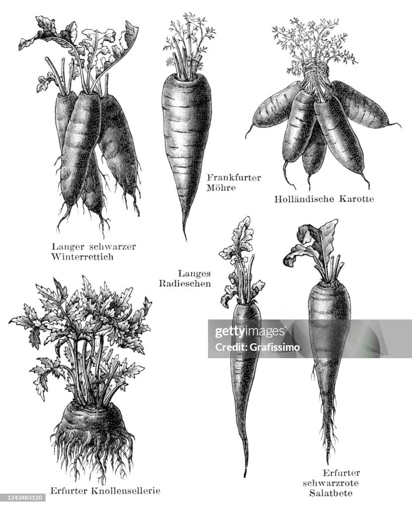 Vegetable Celery Radish and Carrot illustration 1897