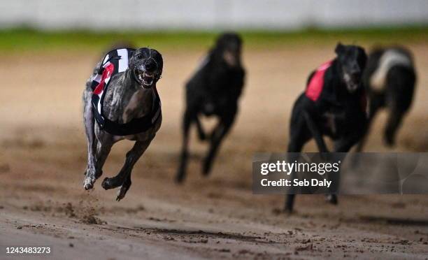 Dublin , Ireland - 24 September 2022; Crafty Bonanza on the way to winning race six of the 2022 BoyleSports Irish Greyhound Derby Final meeting at...