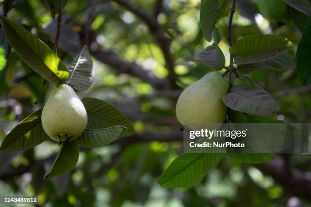 Egyptian farmers collect guava fruits at the beginning of the annual harvest season in Qalyubia Governorate, Egypt, September 24 as guava is one of...