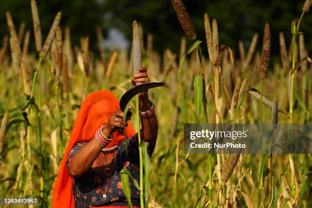 Indian Farmer Harvest millet in a field on the outskirts village of Ajmer, Rajasthan, India on 25 September 2022.