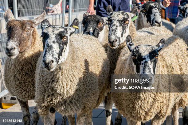 Flock of sheep walks over London Bridge. The 10th anniversary of The London Bridge Sheep Drive and Livery Fair took place. Kate Humble, known for...