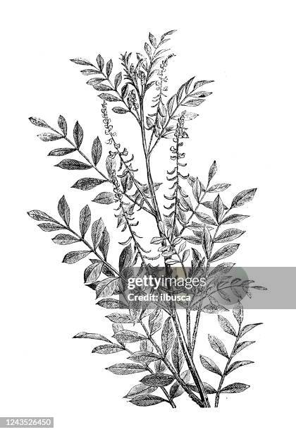 antique botany illustration: indigofera tinctoria, true indigo - indigofera tinctoria stock illustrations