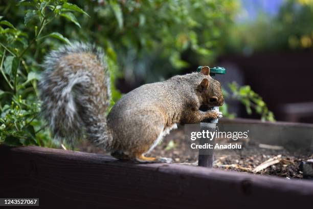 Squirrel attempts to drink water at the Google headquarters in Mountain View, California, United States on September 26, 2022.