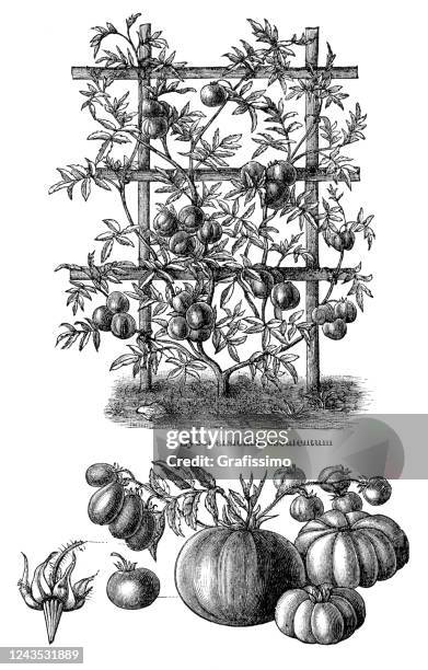 stockillustraties, clipart, cartoons en iconen met plantaardige tomatenillustratie 1897 - tomato stock illustrations