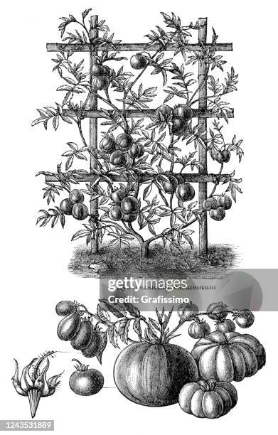 vegetable tomato illustration 1897 - encyclopedia stock illustrations