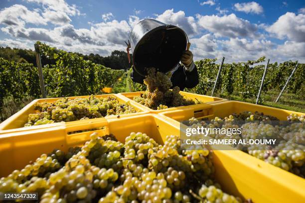 Grape picker unloads harvested Chardonnay grapes for wine in a vineyard in Quiery-la-Motte, northern France, on September 27, 2022. - Farmer Laurent...