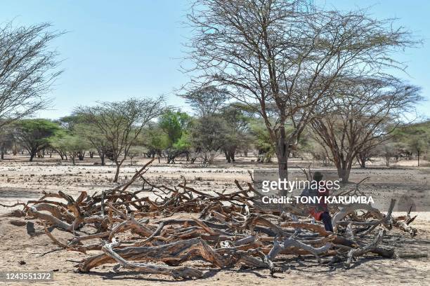 Man from the Turkana community takes a break under a tree while seated on a pile of firewood at a local rural school at Sopel village near...