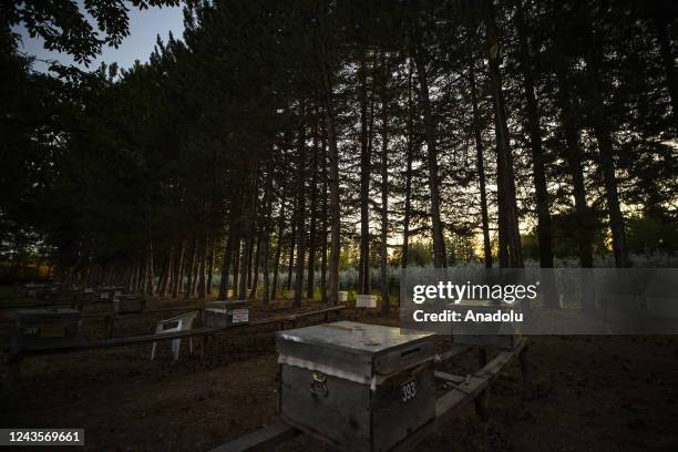 View of the bee hives in Ankara, Turkiye on September 20, 2022. Ahmet Inci, a 80-year-old agricultural engineer, works on bee breeds for more...