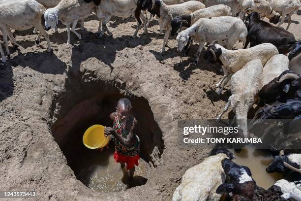 Young woman from the Turkana community waters goats from a shallow well dug into a dry riverbed at Eliye springs on the western shore of Lake Turkana...