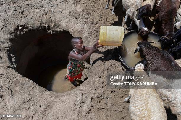 Goats Digging 665 Digging Water Well Stock Photos, High-Res Pictures, and Images ...