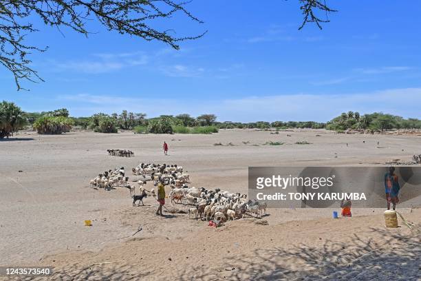 Patoralists from the Turkana community water goats from a shallow well dug into a dry riverbed at Eliye springs on the western shore of Lake Turkana...