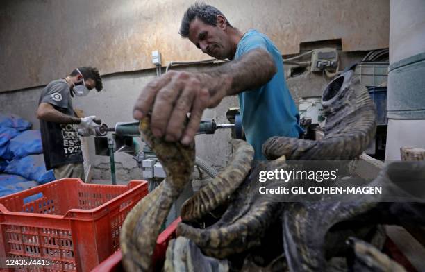 Shufars Shofar Images Photos and Premium High Res Pictures - Getty Images