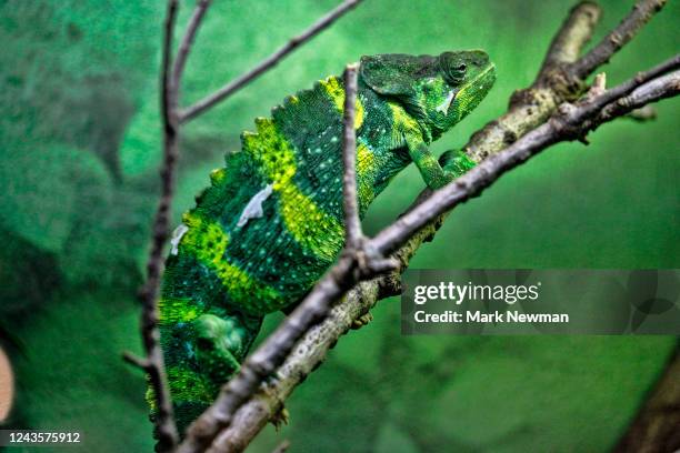 meller's chameleon - meller's chameleon stockfoto's en -beelden