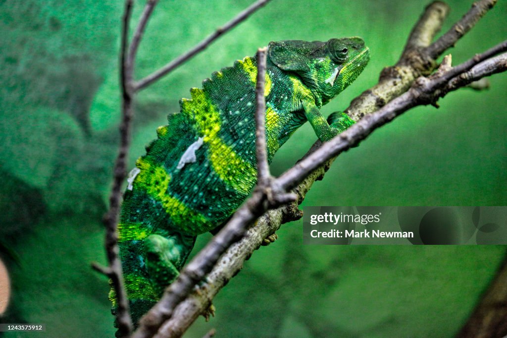 Meller's Chameleon