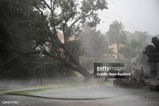 Tree is uprooted by strong winds as Hurricane Ian churns to the south on September 28, 2022 in Sarasota, Florida. The storm made a U.S. Landfall at...