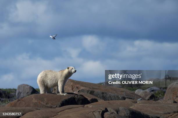Polar bear is attacked by an Arctic Tern defending its nest, as it walks on the shoreline to find something to eat, near Churchill on August 4, 2022.