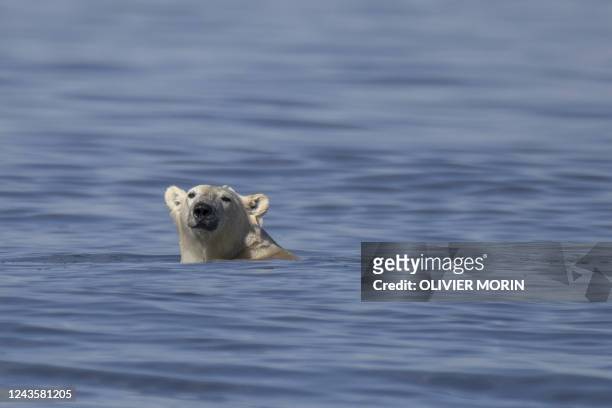 Polar bear swims to catch a beluga whale along the coast of Hudson Bay near Churchill on August 9, 2022.