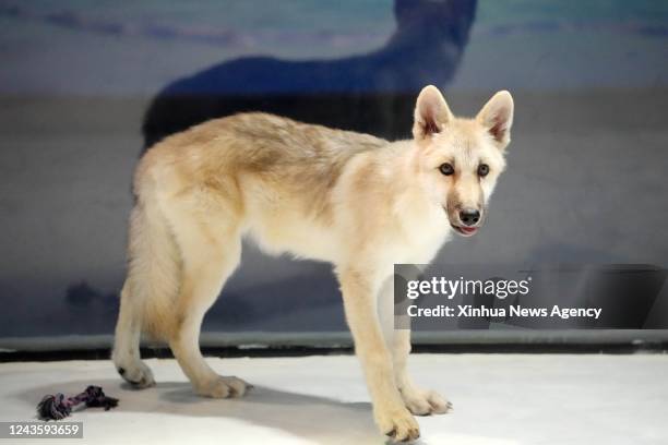 Photo taken on Sept. 26, 2022 shows a cloned arctic wolf at Harbin Polarland in Harbin, capital of northeast China's Heilongjiang Province. A cloned...