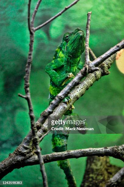 meller's chameleon - meller's chameleon stockfoto's en -beelden