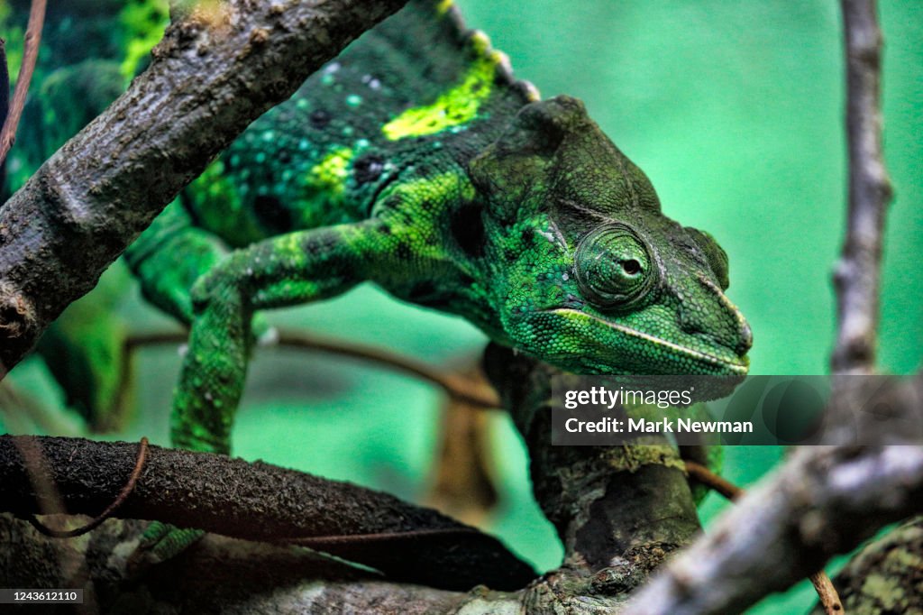 Meller's Chameleon