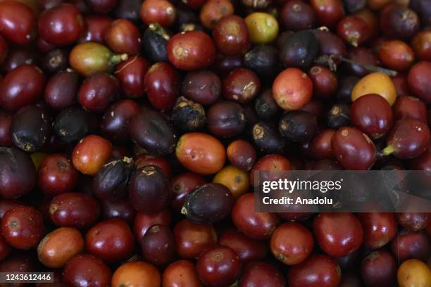 Recently harvested coffee fruits are seen at a plantation in Brasilia, Brazil on September 26, 2022.