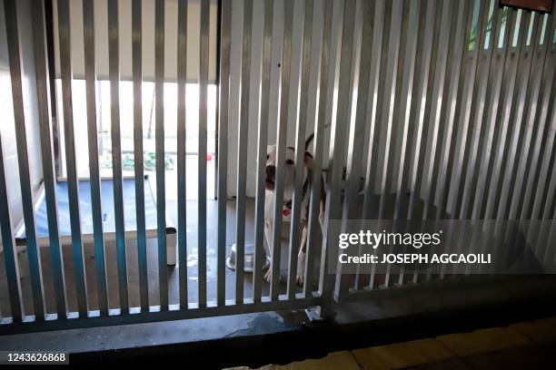 Dog is seen at "Dolly's Dream Adoption Program" animal shelter in the aftermath of Hurricane Ian in Fort Myers, Florida on September 30, 2022. -...