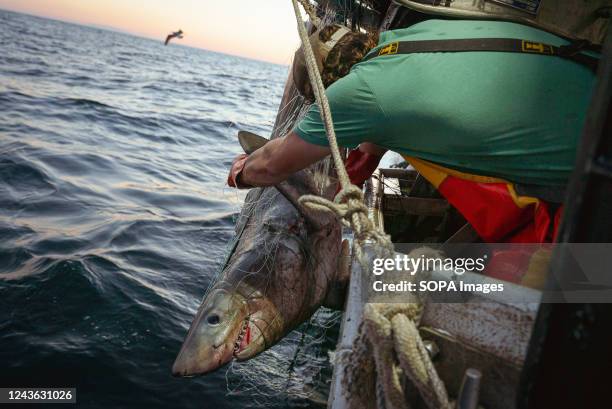 Copper shark caught in beach seine net; Fisherman is trying