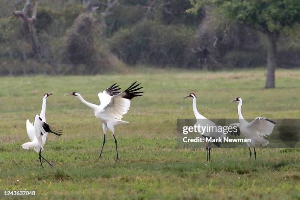 whooping crane - whooping crane stock pictures, royalty-free photos & images