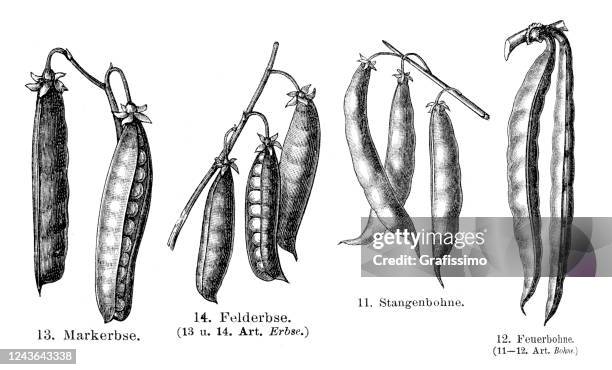 bildbanksillustrationer, clip art samt tecknat material och ikoner med ärt- och löparebönillustration 1897 - ärtskida