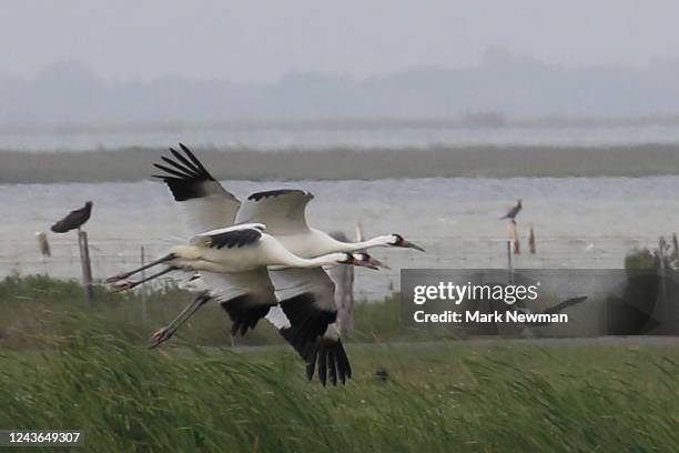 whooping crane - whooping crane stock pictures, royalty-free photos & images