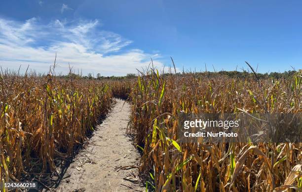 Cornfield damage by drought in Stouffville, Ontario, Canada, on September 30, 2022.
