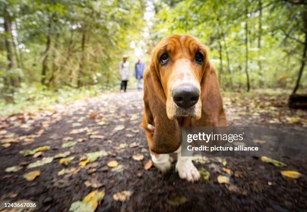 October 2022, Hessen, Bad Vilbel: An elderly Basset hound strolls leisurely on a Sunday walk through the autumnal city forest on the outskirts of Bad...