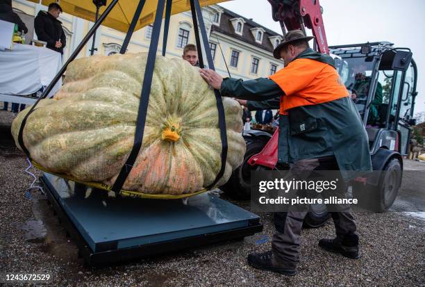 October 2022, Baden-Wuerttemberg, Ludwigsburg: Helpers position a giant pumpkin on the scale at the German Pumpkin Weighing Championship. Photo:...